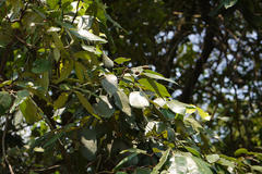 Walsura trifoliolata var. trifoliolata